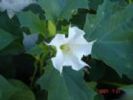  Datura Metel Extract  